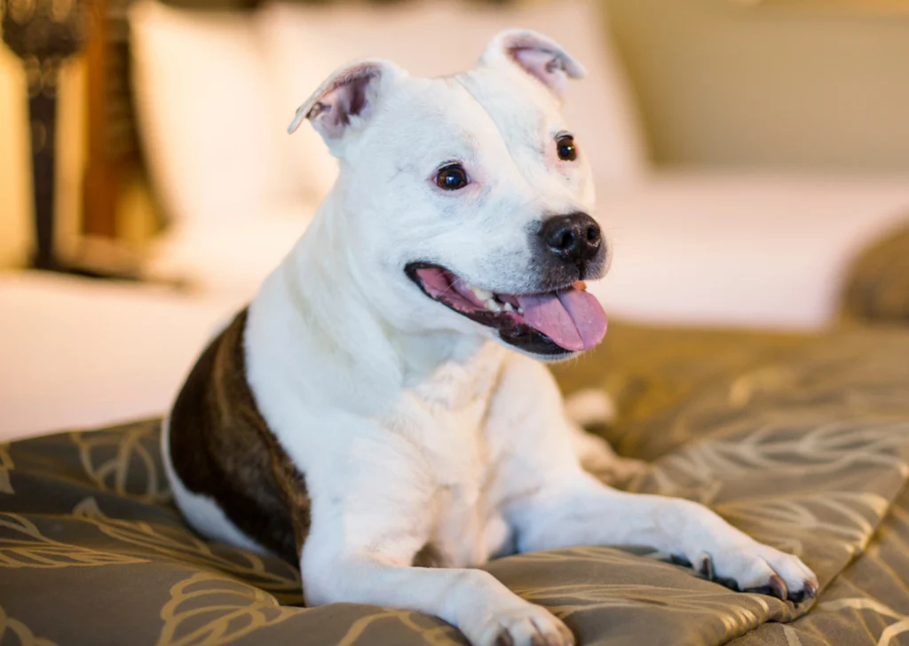 a dog in a guest room