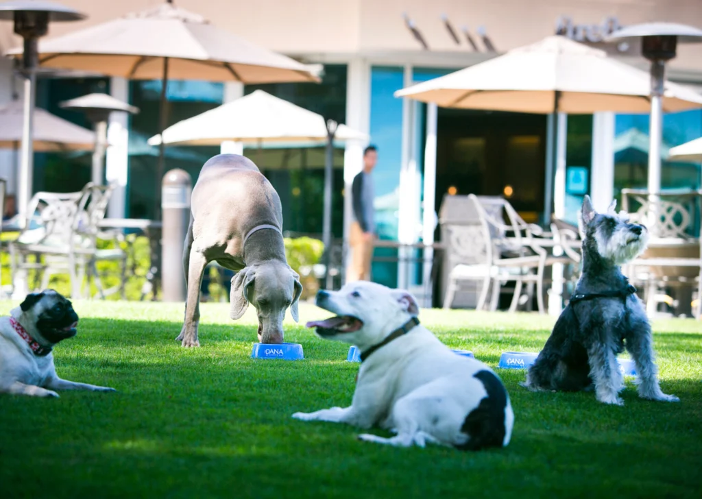 dogs at the Dana