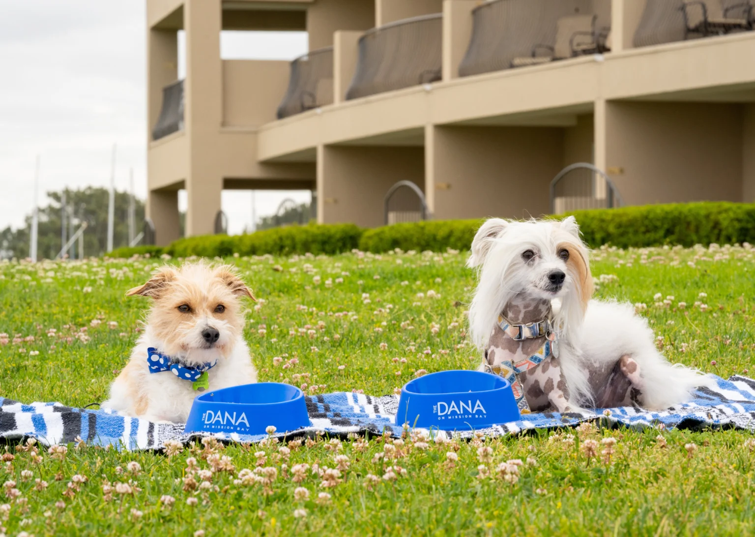 dogs with dog bowls