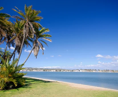 Mission Bay Palm Trees