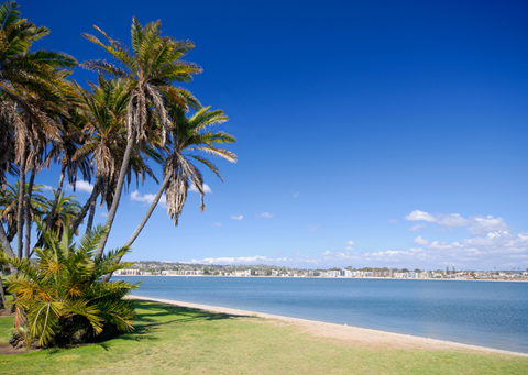 Mission Bay Palm Trees