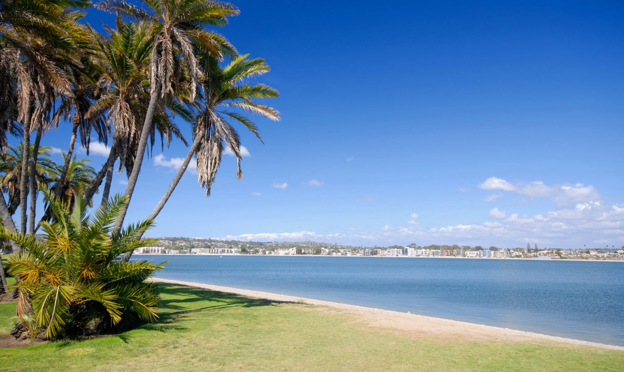 Mission Bay Palm Trees