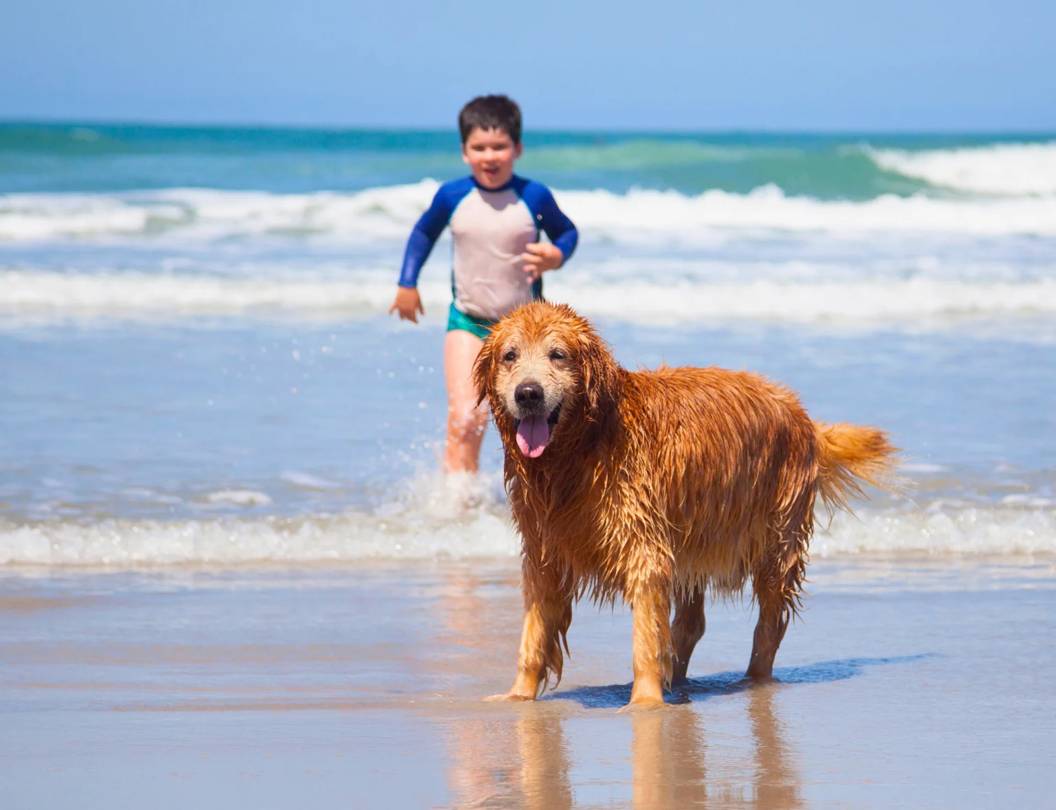 a child and his dog playing on the beach