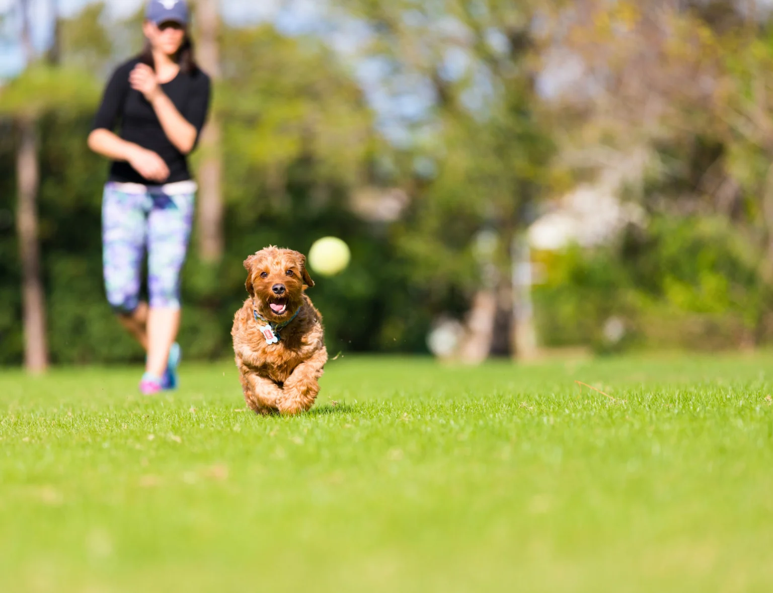 dog playing fetch