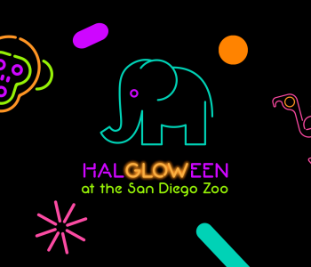 Halgloween at the San Diego Zoo image