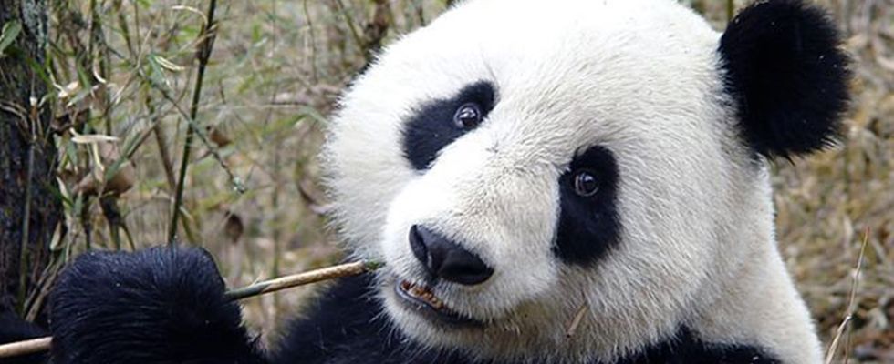 panda chewing on bamboo