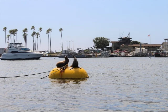 seals on a yellow bouey