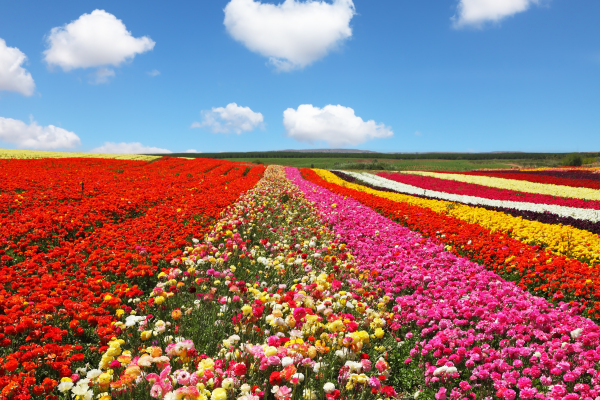 Rows of vibrant flowers in bloom