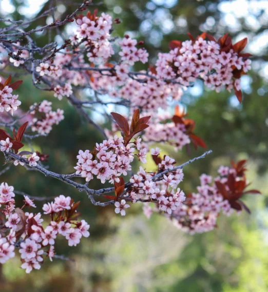 Spring in San Diego: Events, Blooms & Bay Views