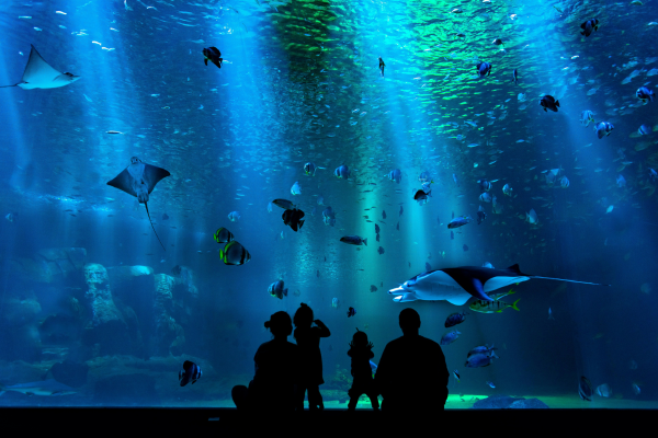 Family standing on front of aquarium tank