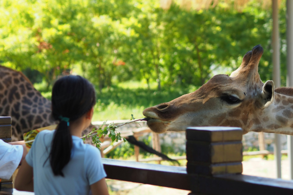 Kids feeding giraffe at safari zoo