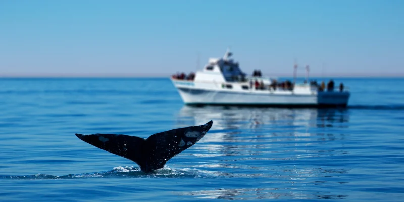 A tour boat in the background with people watching a whale dive below the water surface.