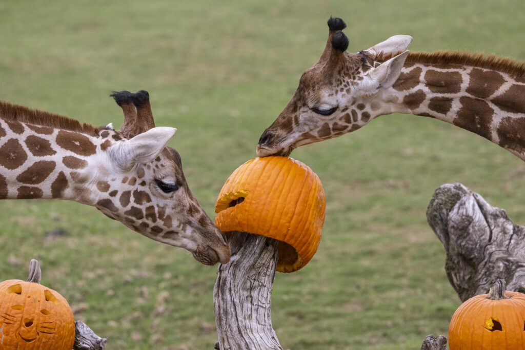 giraffes eating a pumpkin