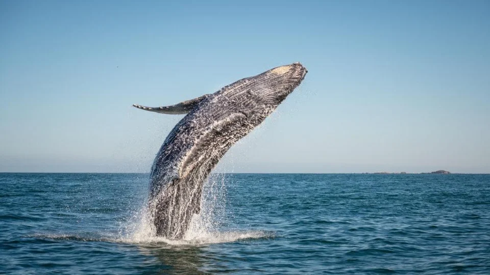 a whale breaching