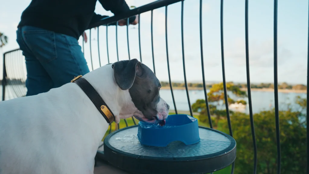 dog water bowl amenity on balcony