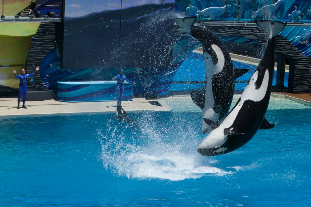 Whales at SeaWorld San Diego