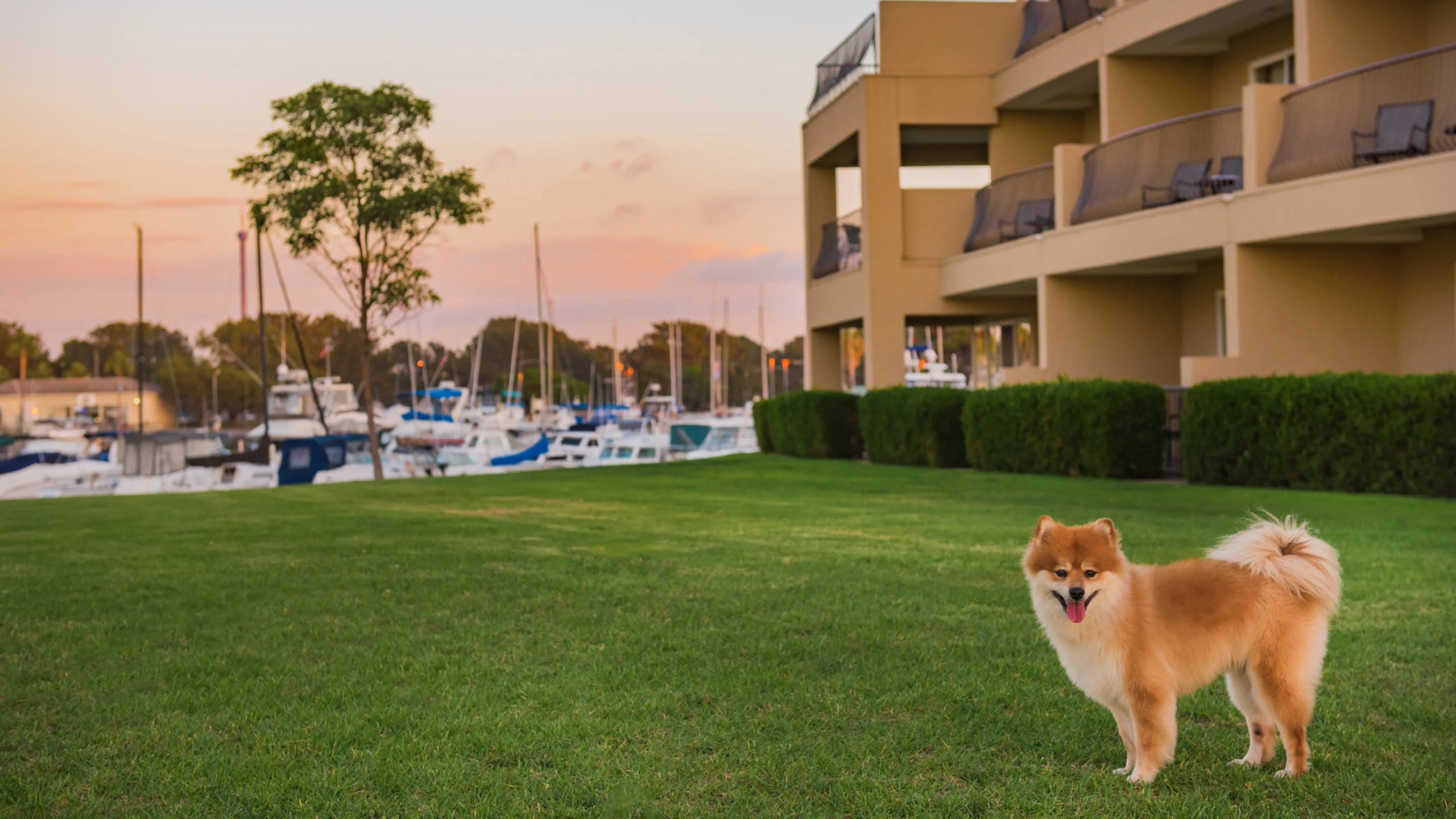 Waters Edge Building with Dog