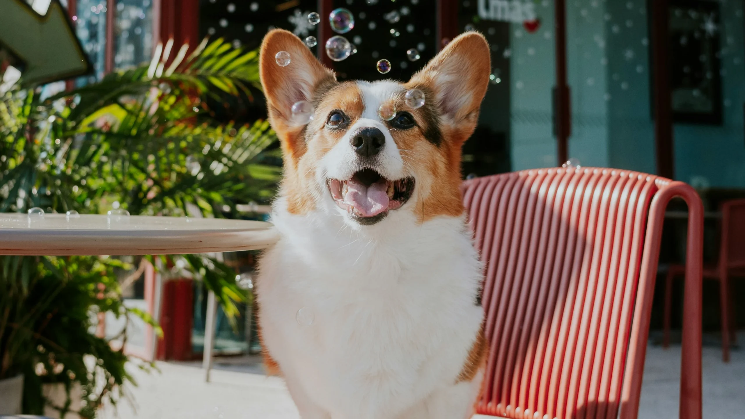 dog sitting on chair