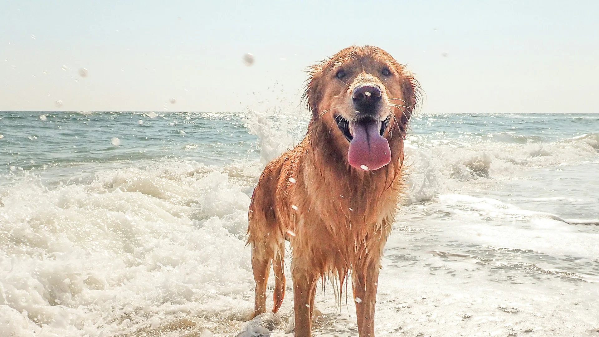 dog at the beach